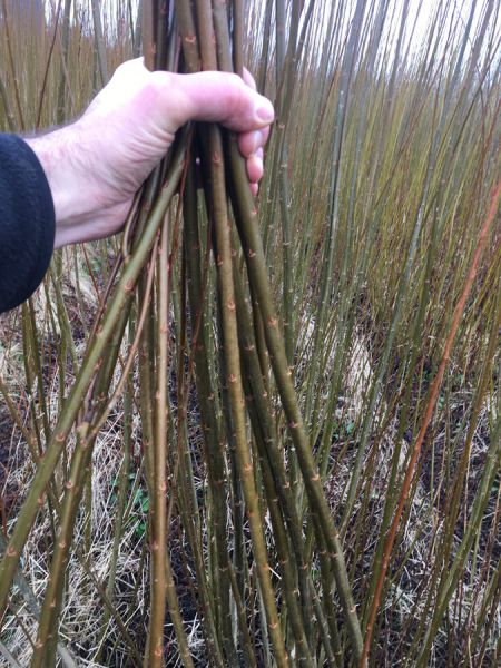 143 bespoke willow in the field 143 bespoke willow in the field