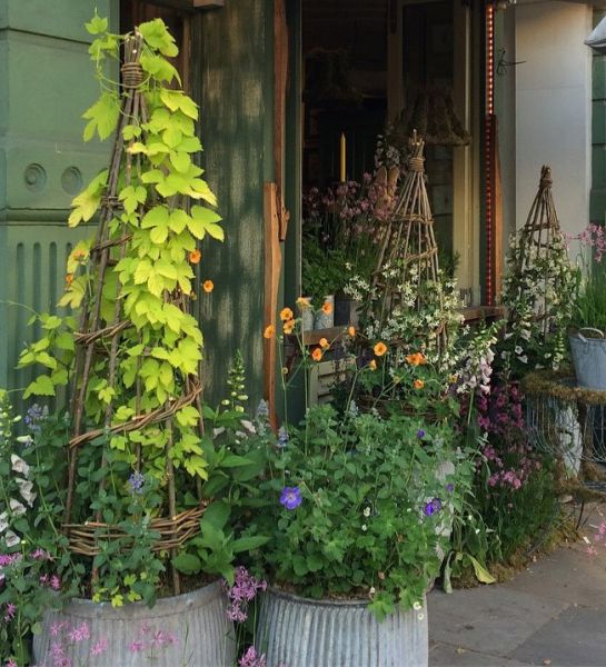145 conical climbers chelsea in bloom jay davey bespoke willow 145 conical climbers chelsea in bloom jay davey bespoke willow