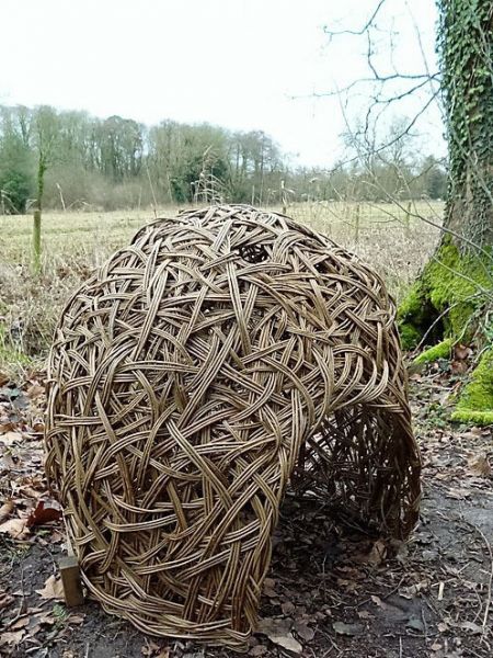 willow forest nest willow forest nest