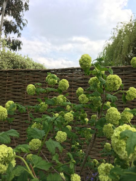 insitu with green flowers insitu with green flowers